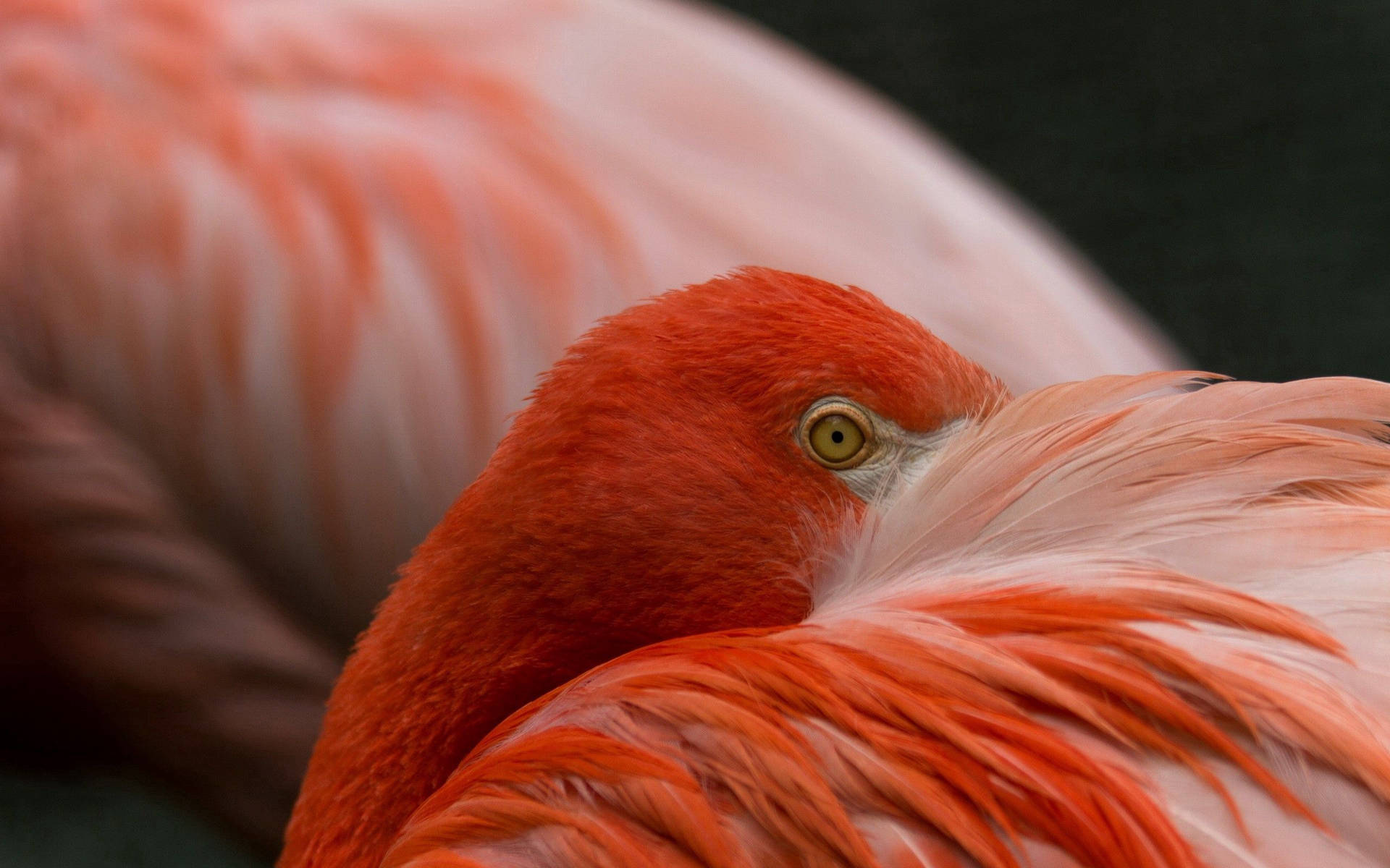 Orange Flamingo Resting Background