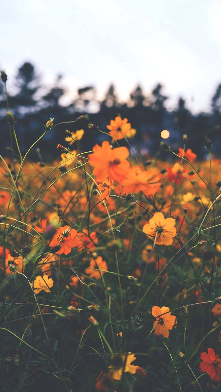 Orange Floral Tumblr Portrait Photography Background