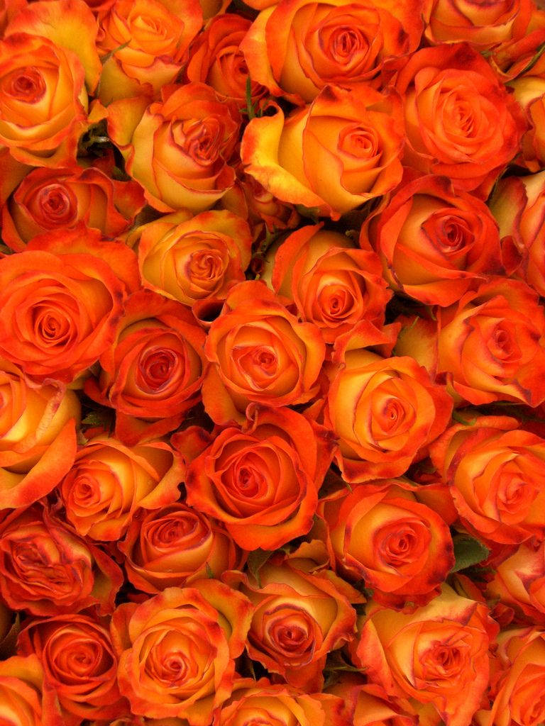 Orange Floral Wall Background