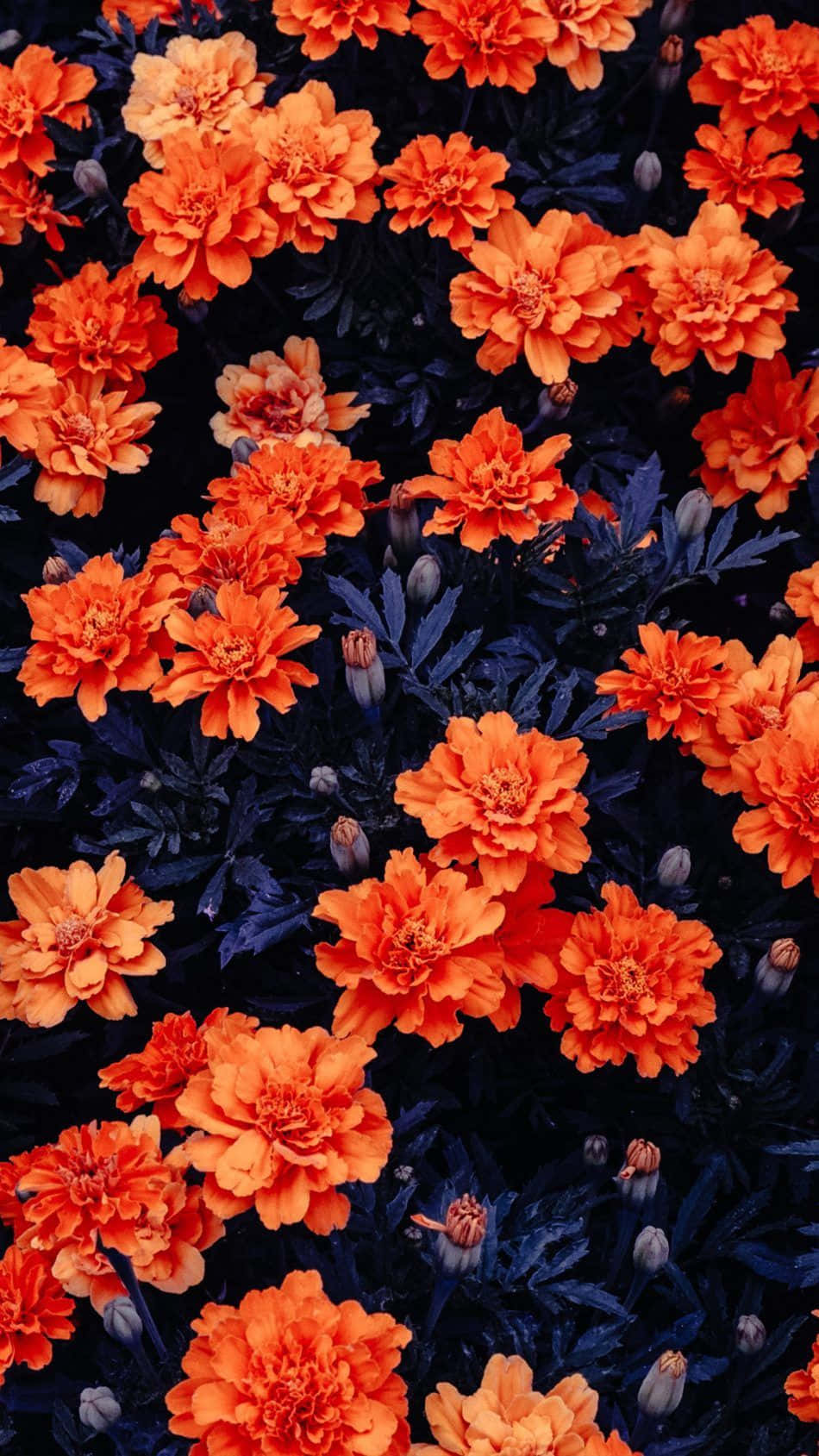 Orange Flower Aesthetic Photo Background