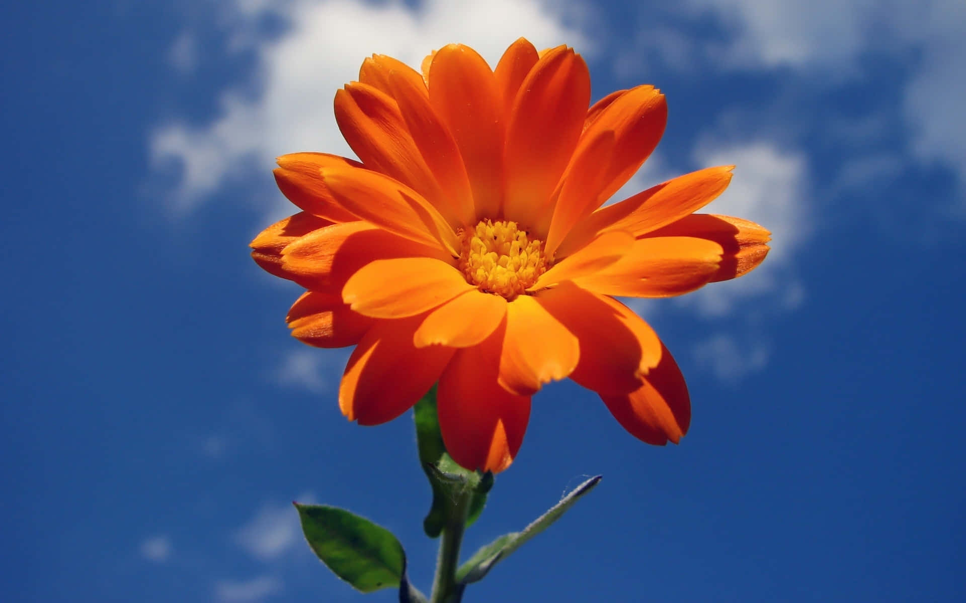 Orange Flower And Blue Sky Background