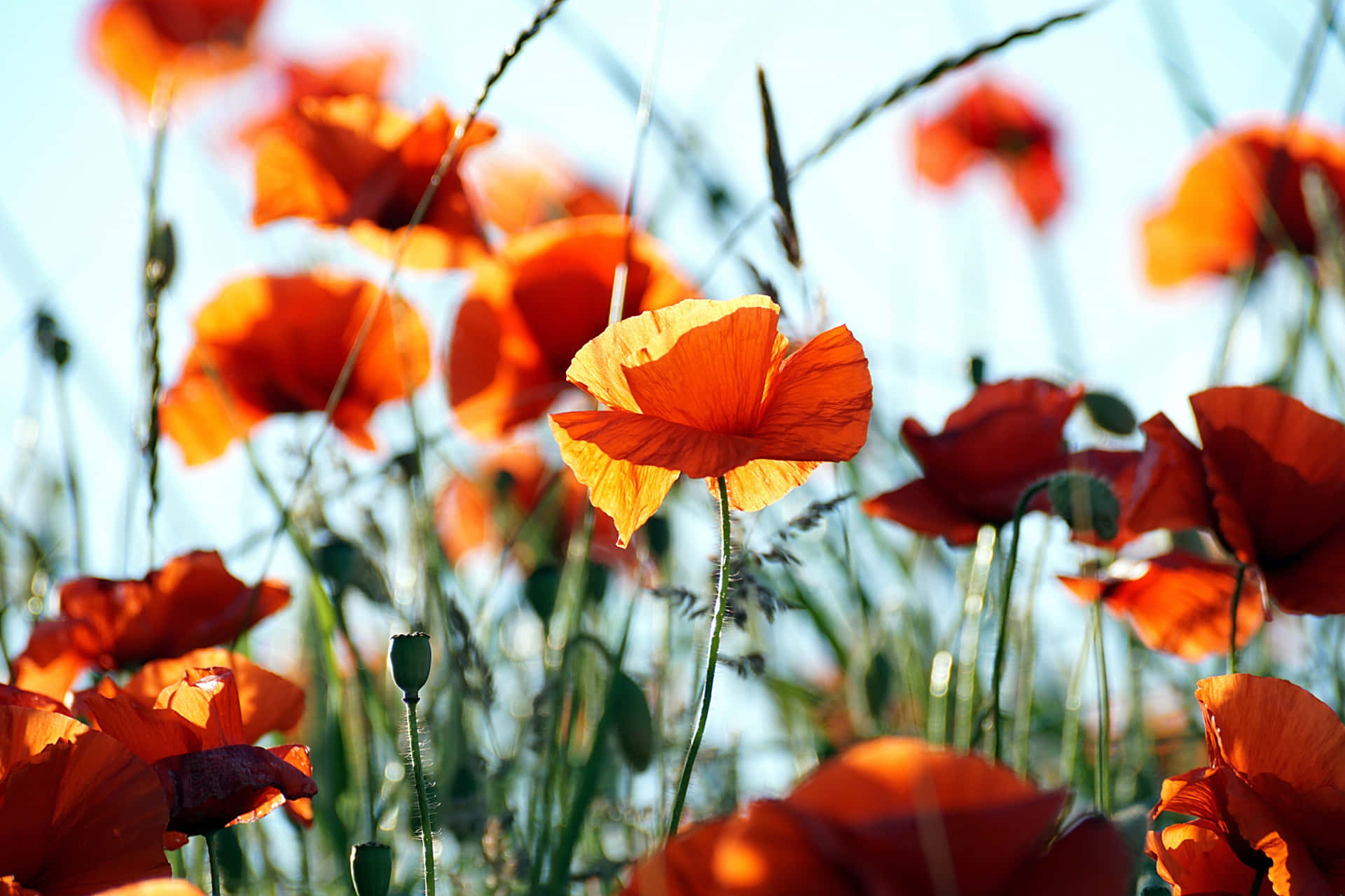 Orange Flower California Poppy Background