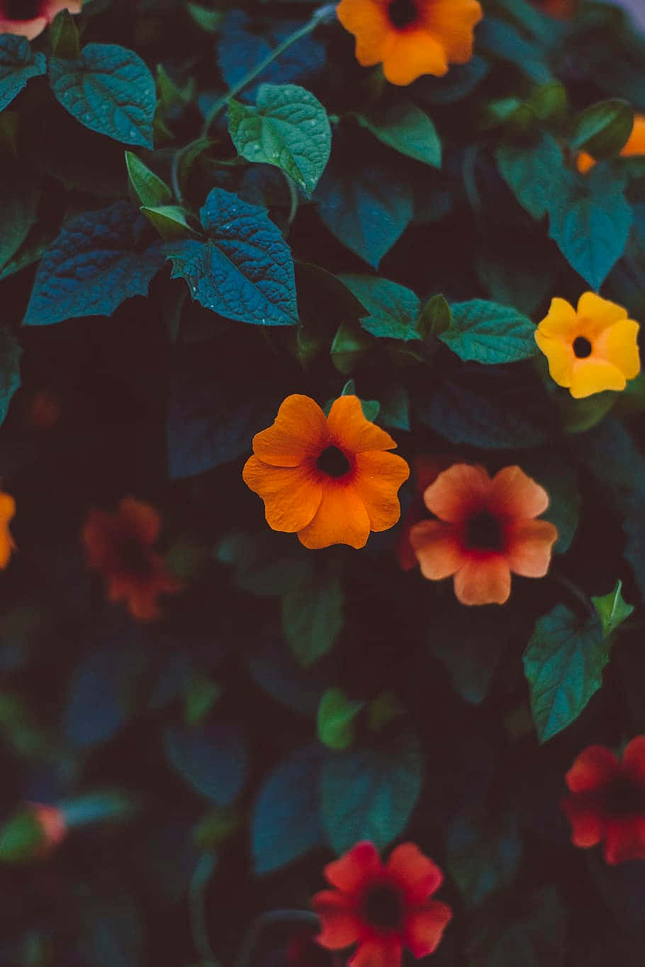 Orange Flower Dark Tone Edited Background