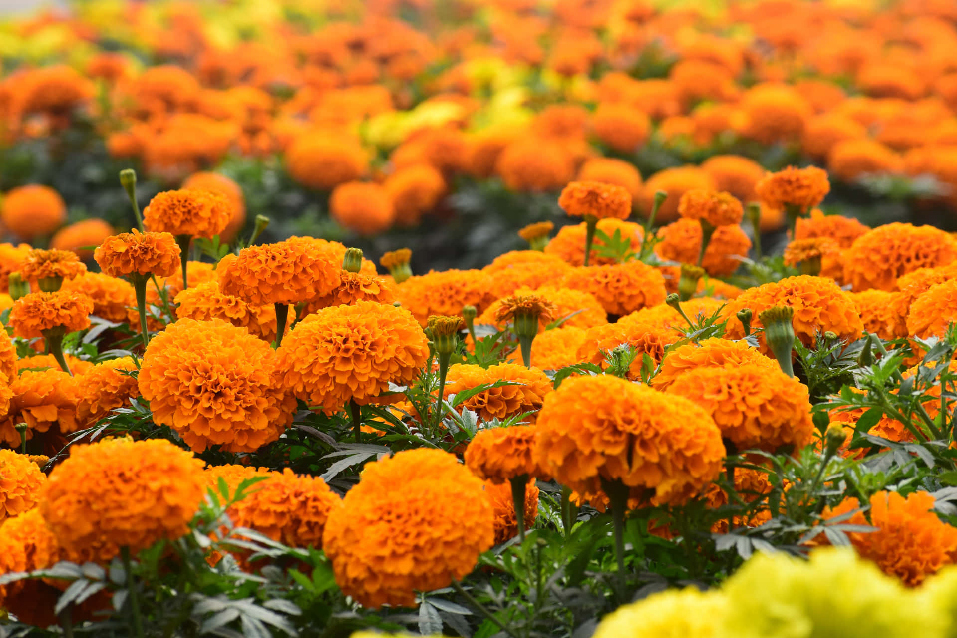 Orange Flower Field Of Marigolds Background