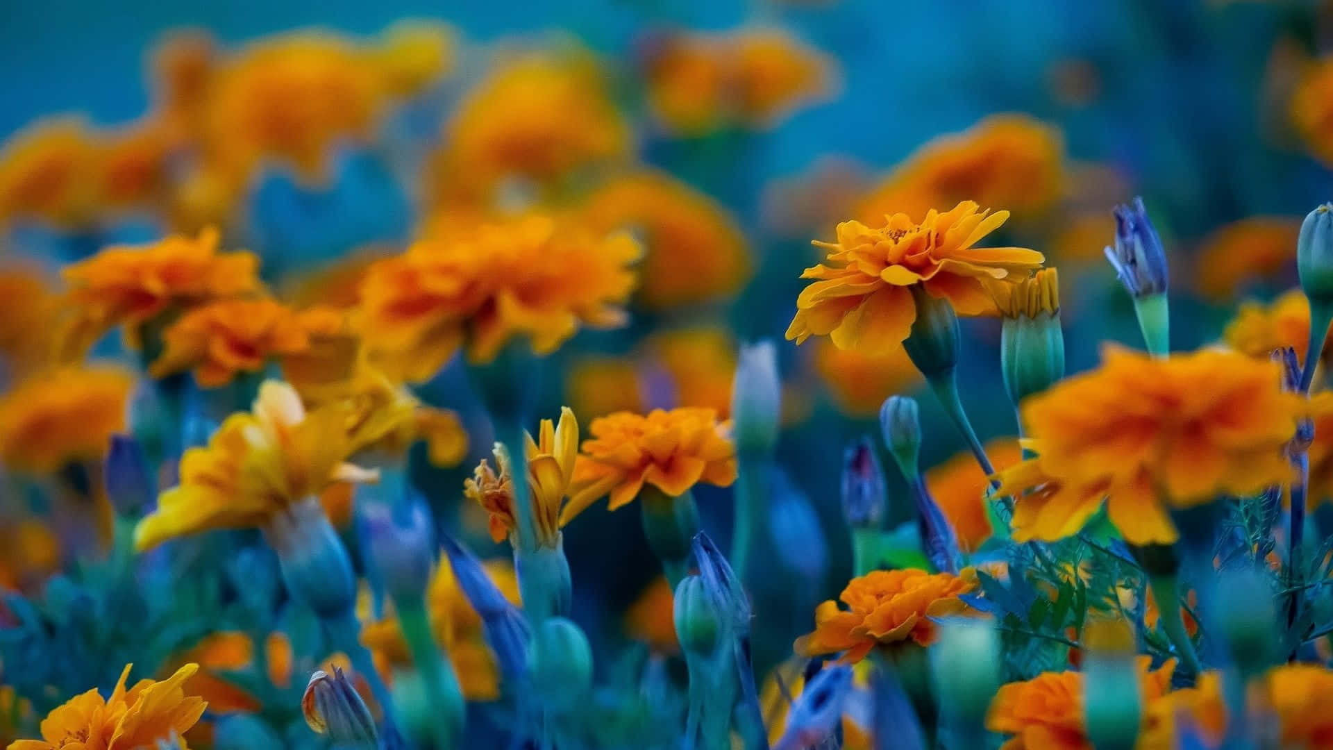 Orange Flower Growing On A Field