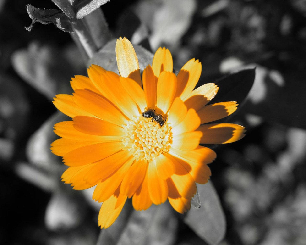 Orange Flower Highlight Background