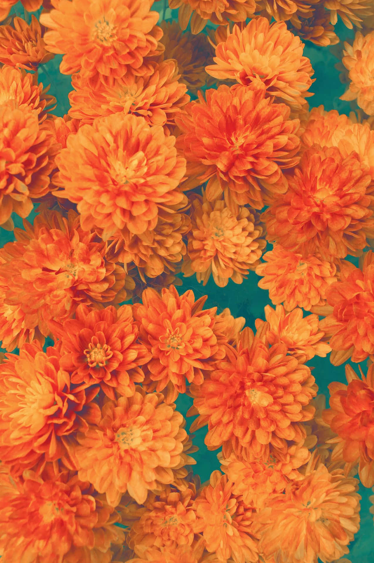 Orange Flower Over A Green Background Background