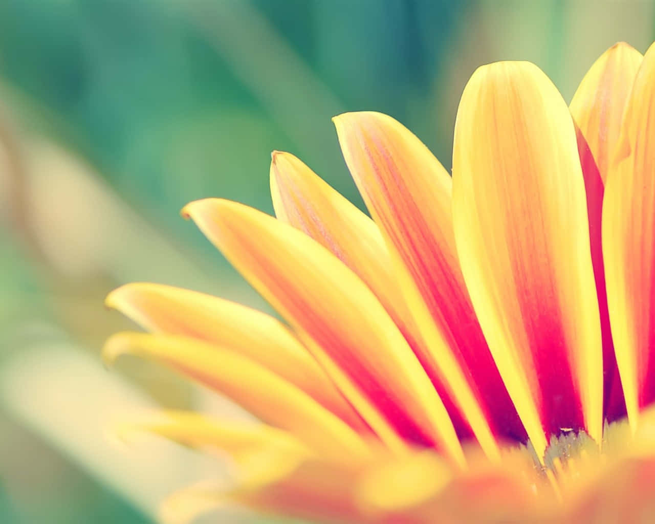 Orange Flower Petals Background