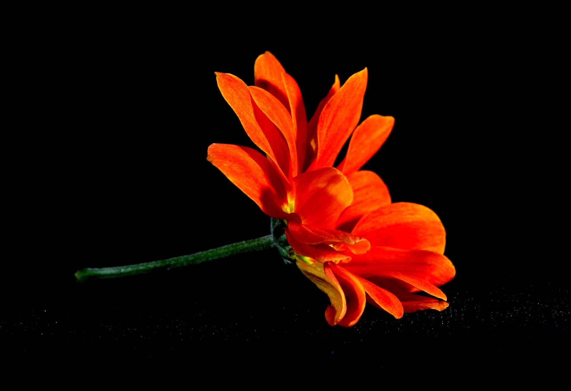 Orange Flower Tithonia