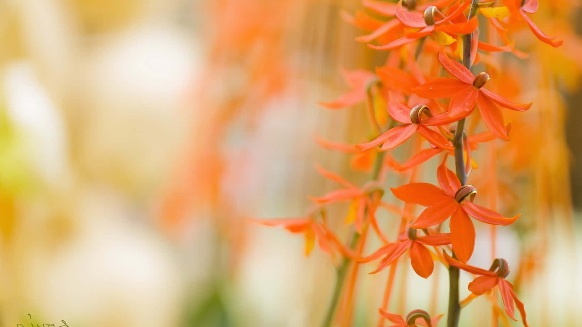 Orange Flower Wastonia Background