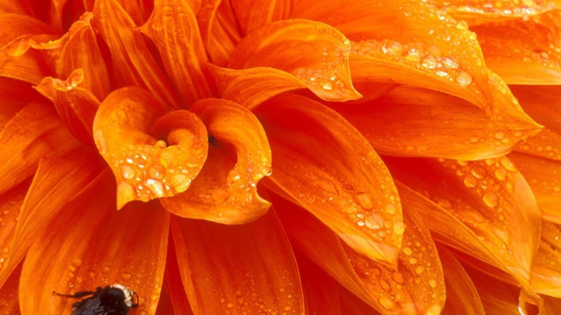 Orange Flower Wet Petals