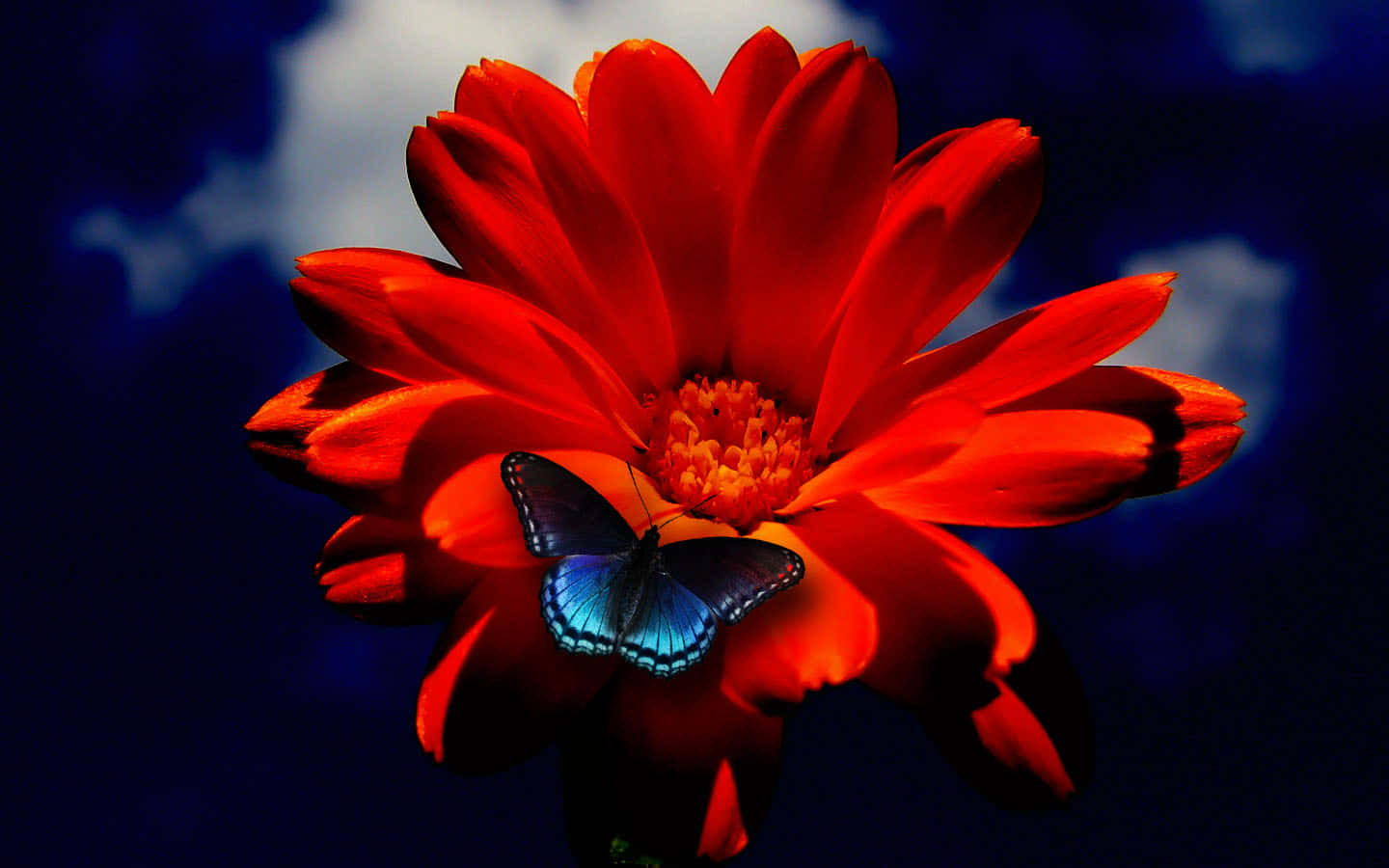 Orange Flower With Butterfly Background