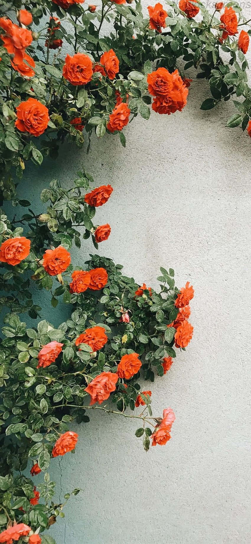 Orange Flowers Climbing A Wall Background