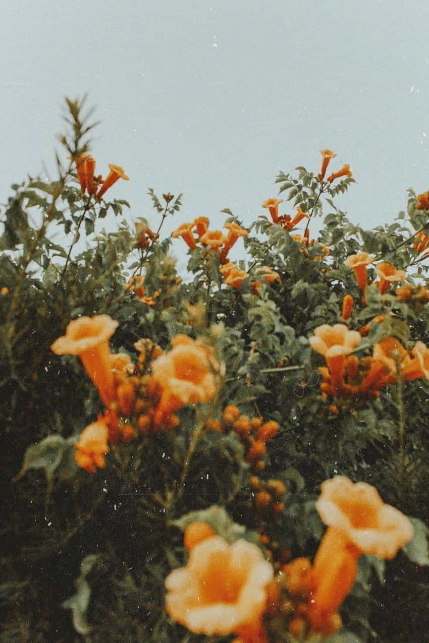 Orange Flowers Grunge Aesthetic.jpg Background