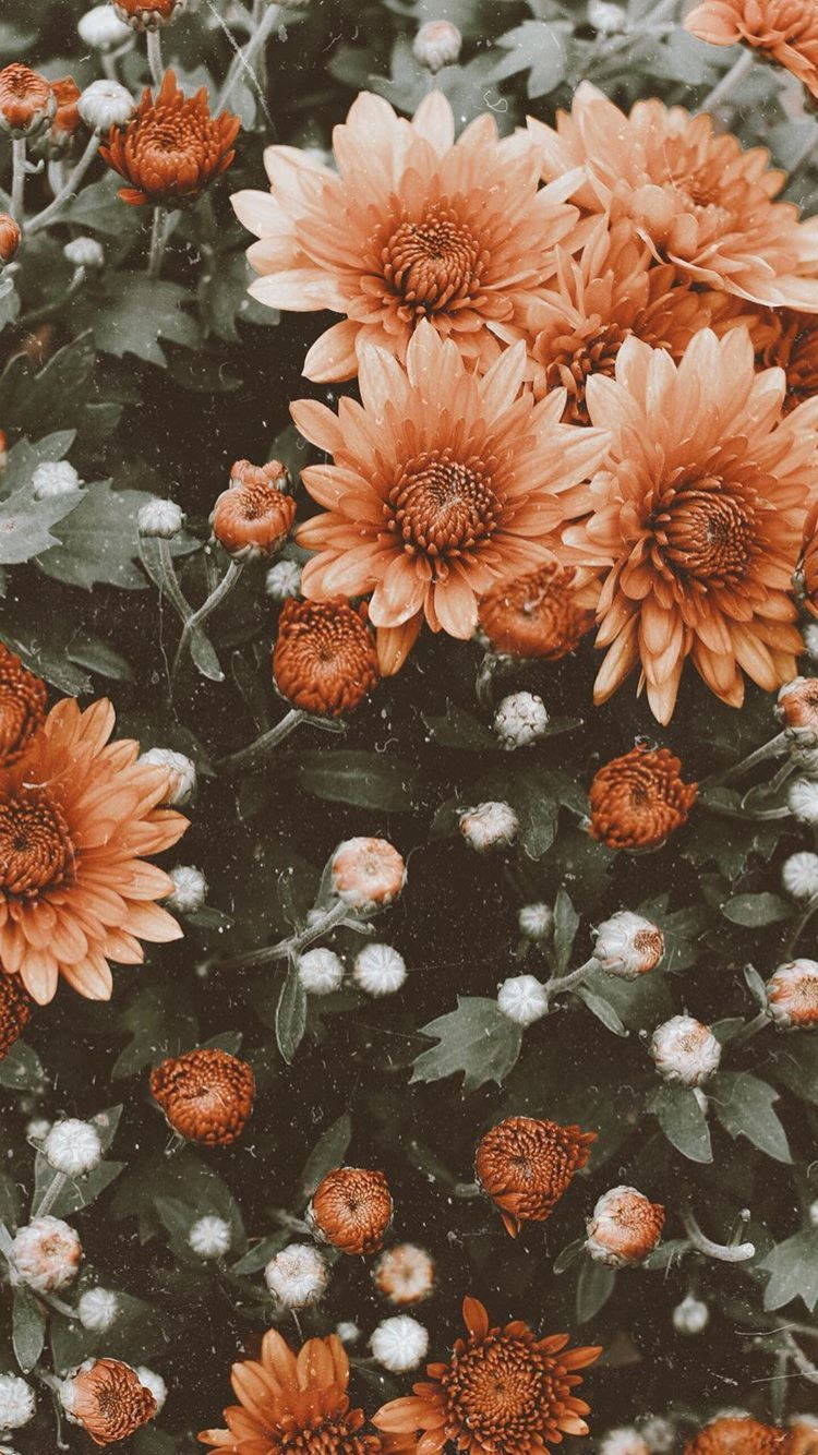 Orange Flowers In A Garden Background