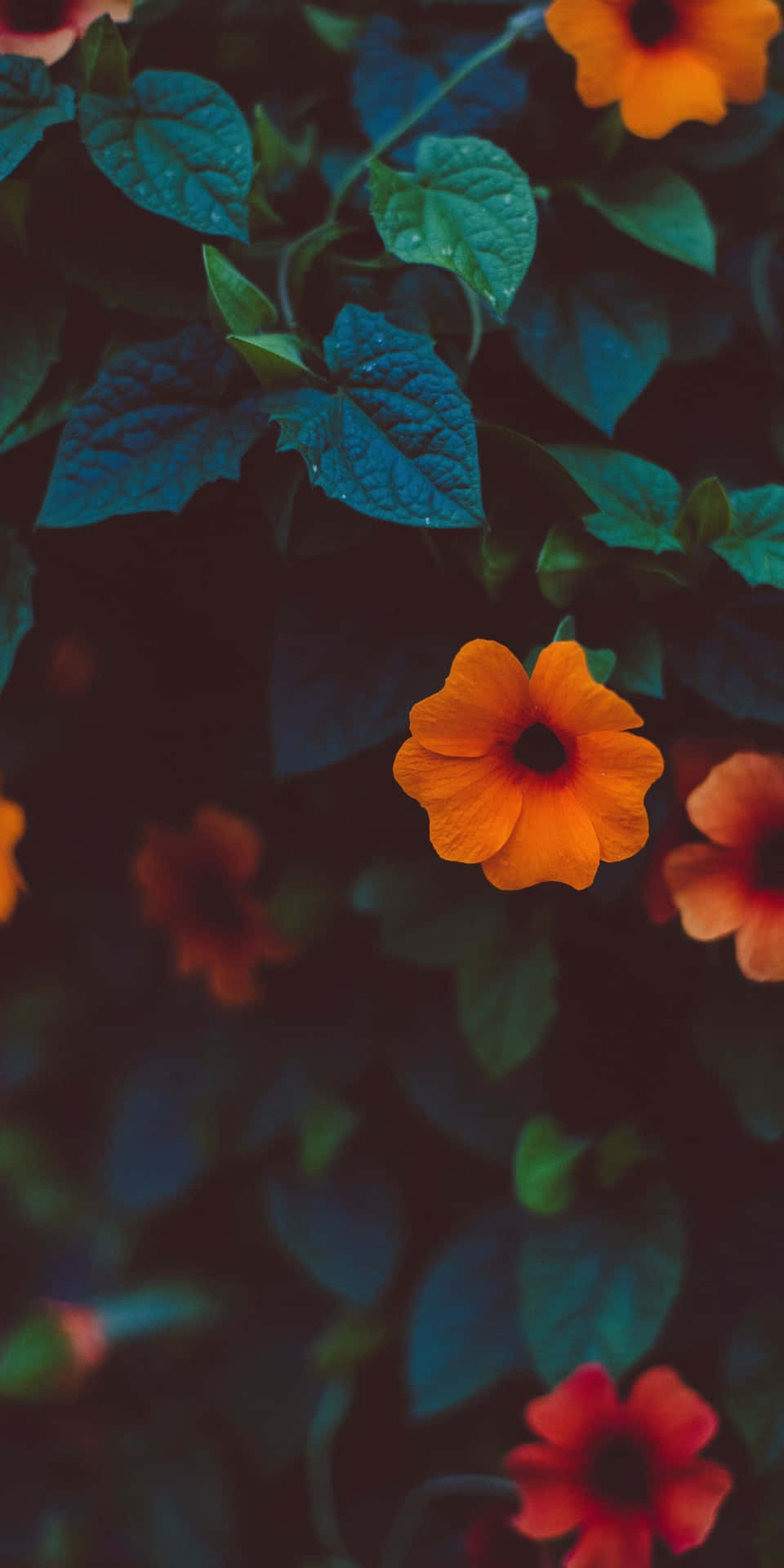 Orange Flowers On A Dark Background Background