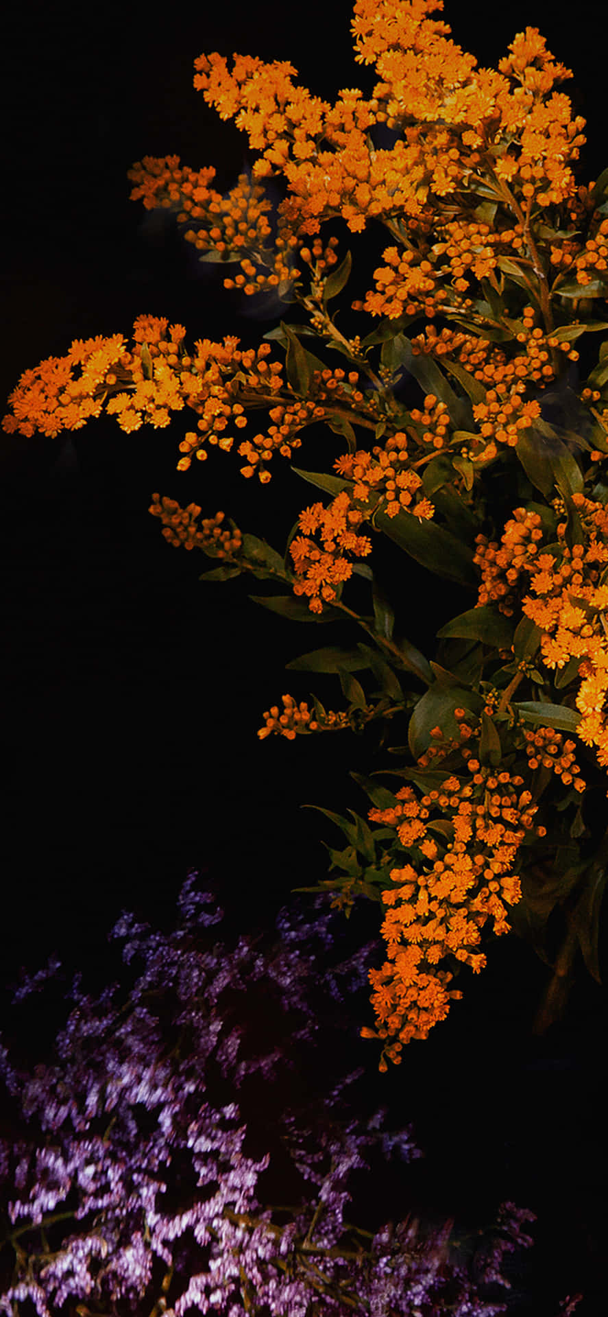 Orange Flowers Over Violet Flowers Background