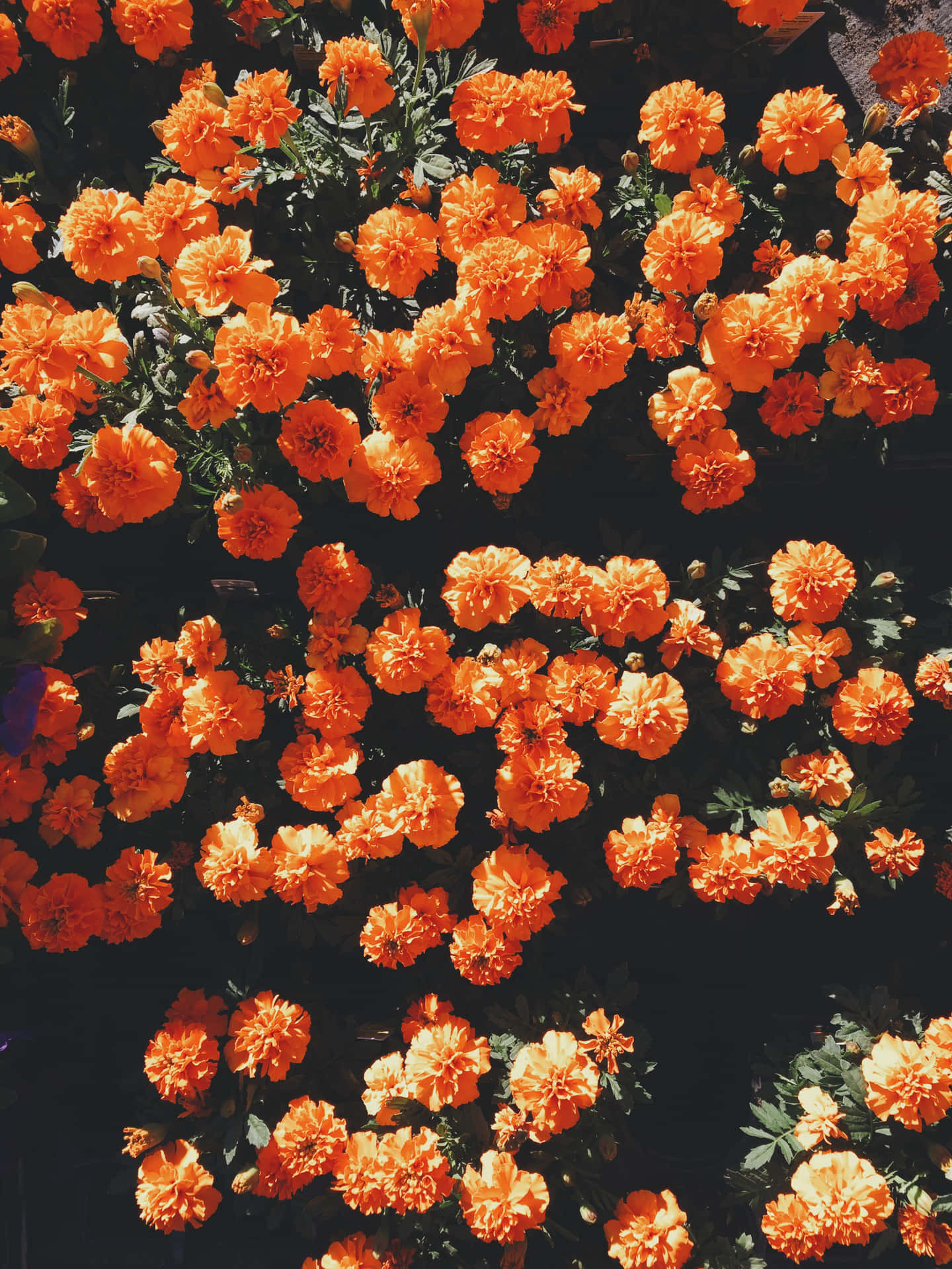 Orange Flowers Sunlight Background