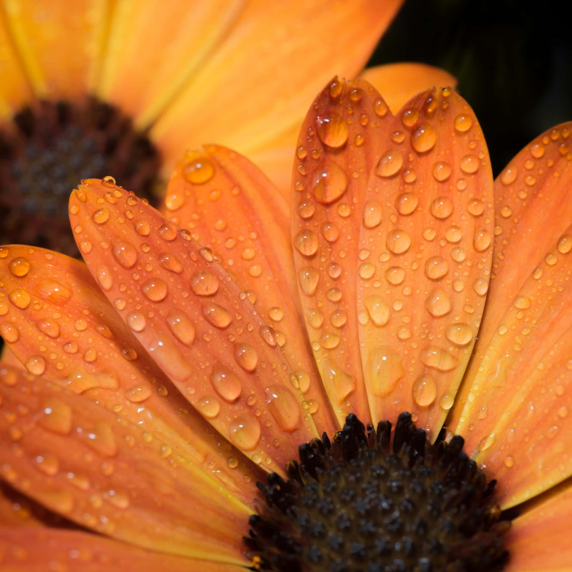 Orange Flowers Wet Petals Background