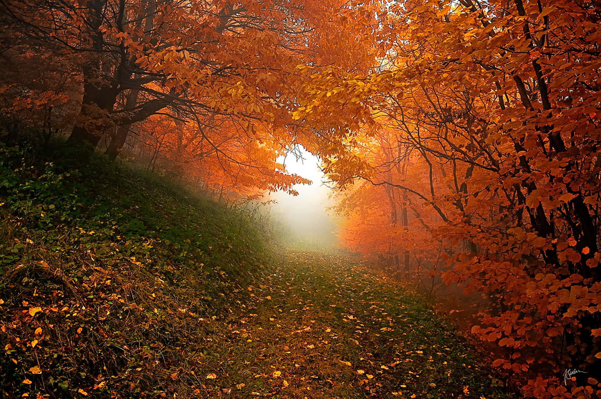 Orange Forest Early Fall Background