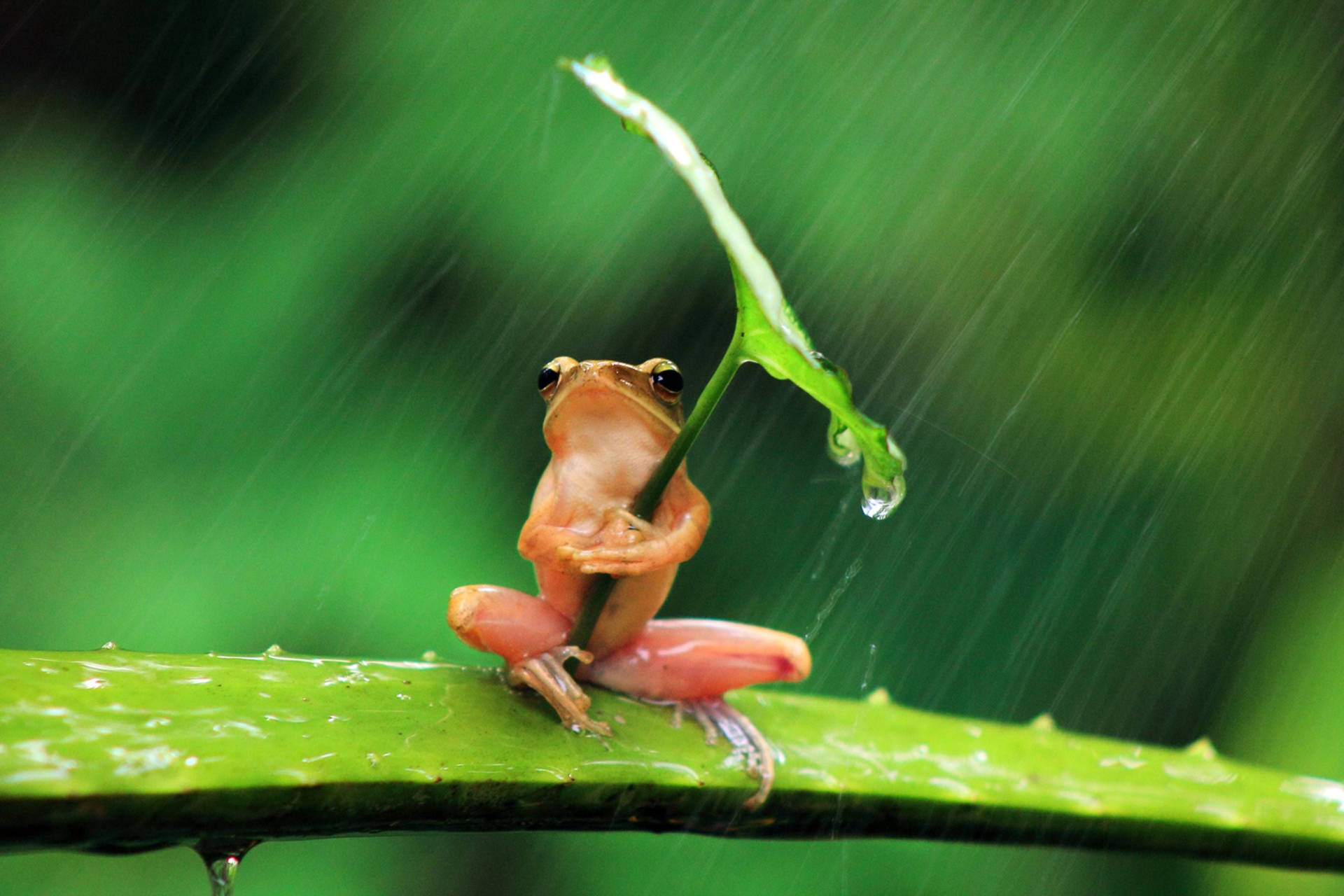 Orange Frog Most Beautiful Rain Background