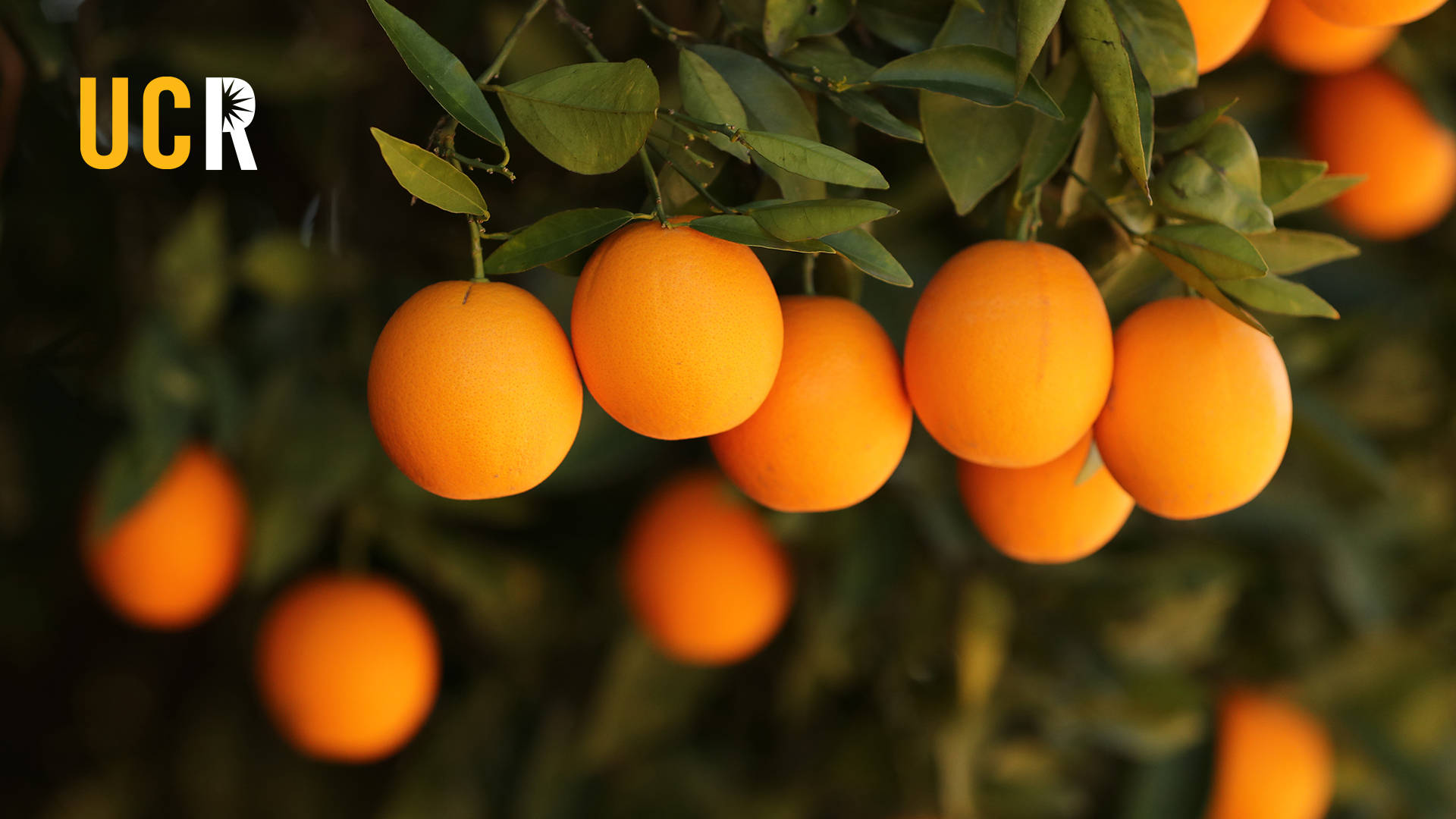 Orange Fruit On Trees At Ucr