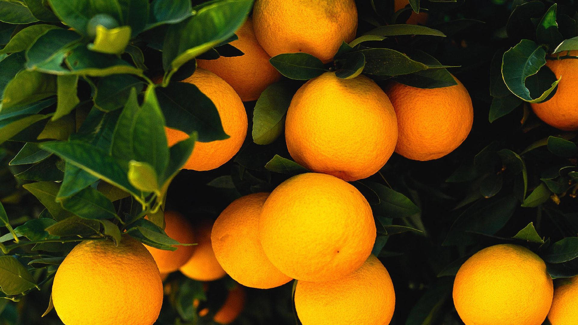 Orange Fruits On A Tree Background