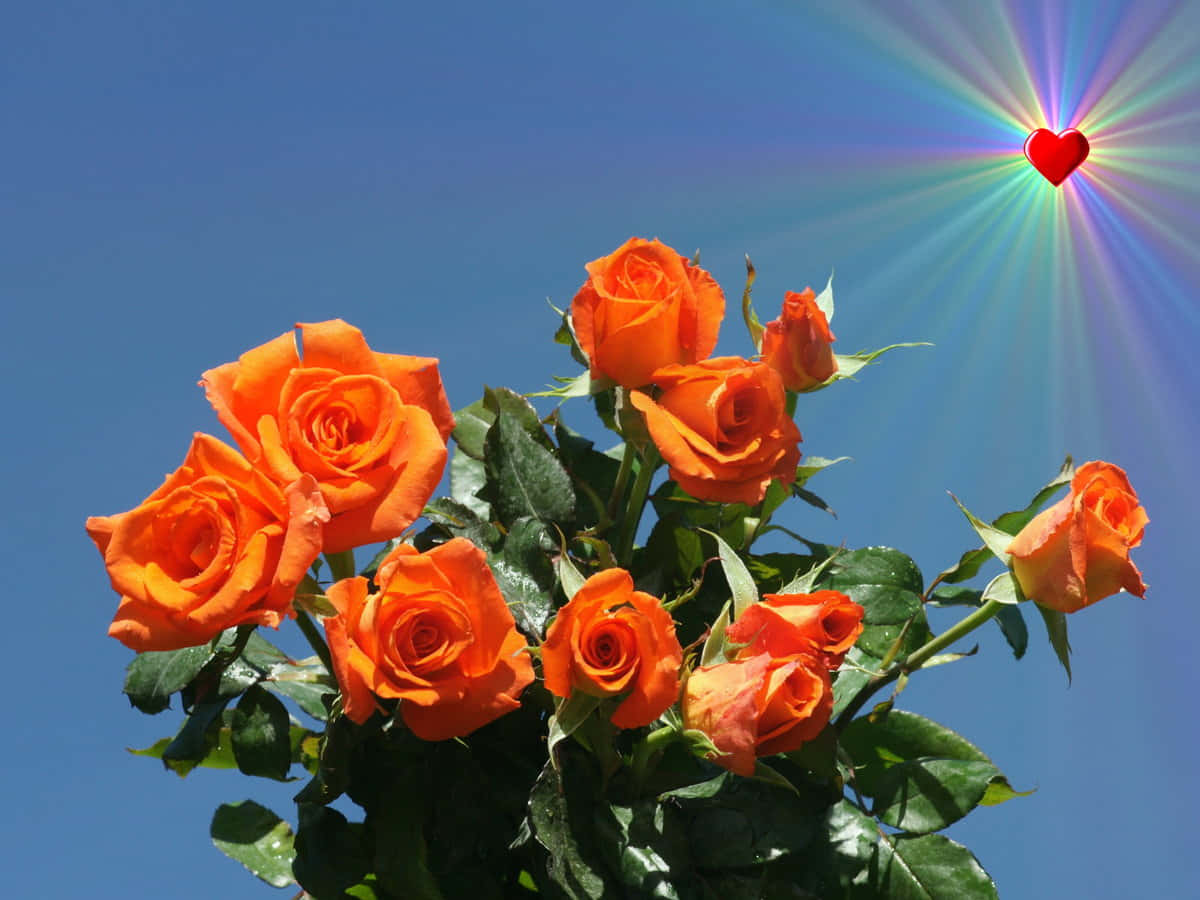 Orange Garden Rose Bouquet Heart Sun