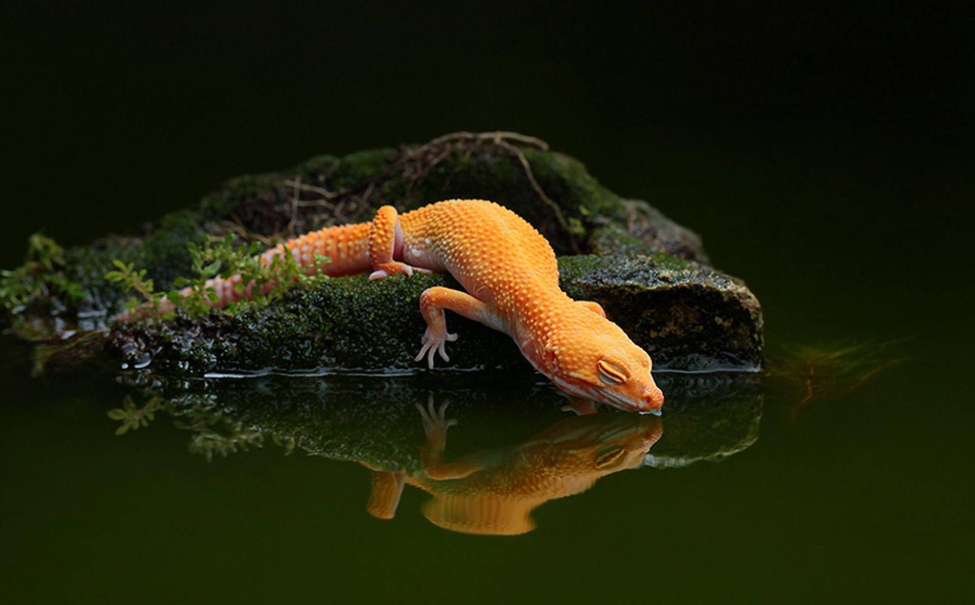 Orange Gecko Drinking Lake Water