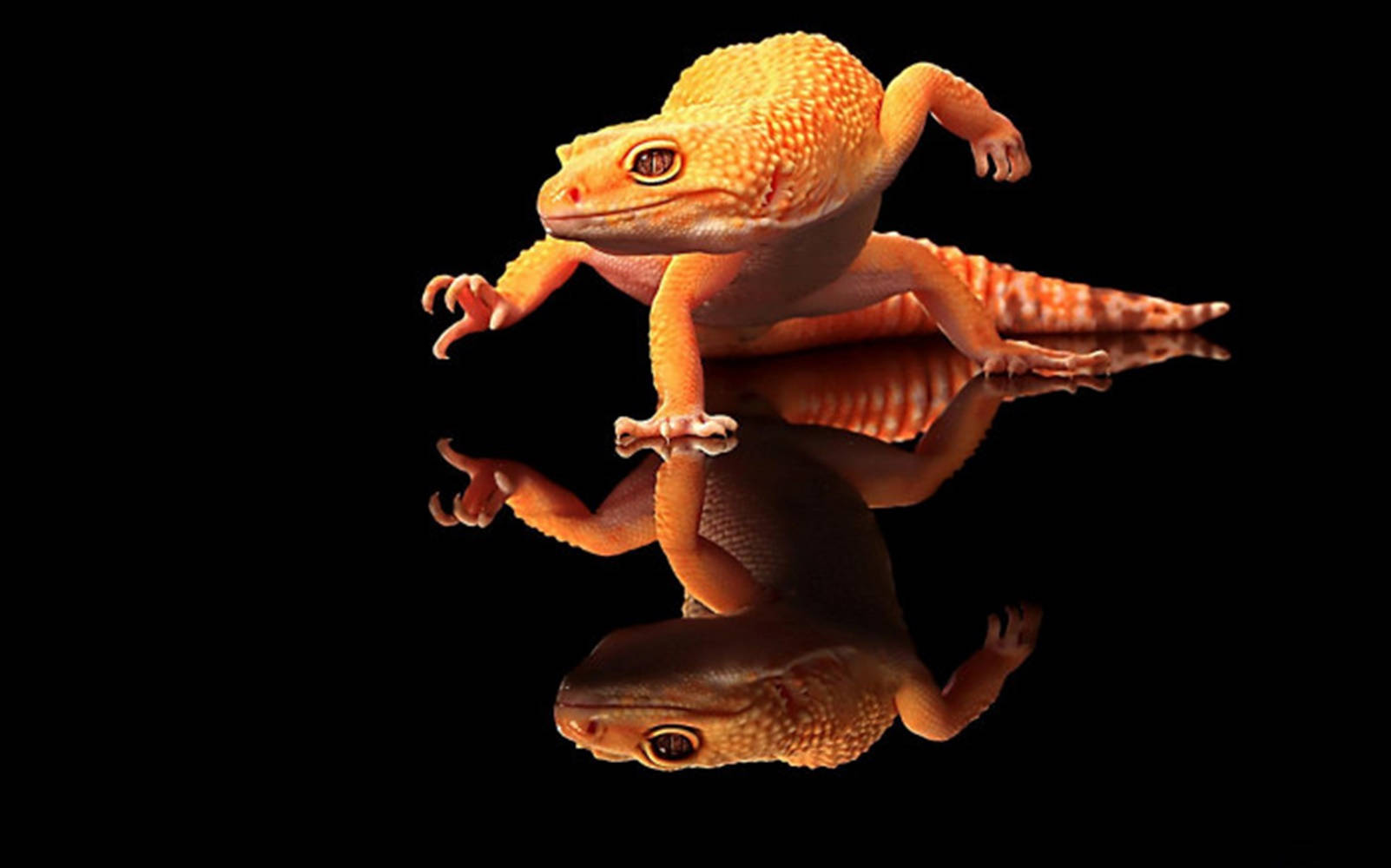 Orange Gecko On Reflective Floor