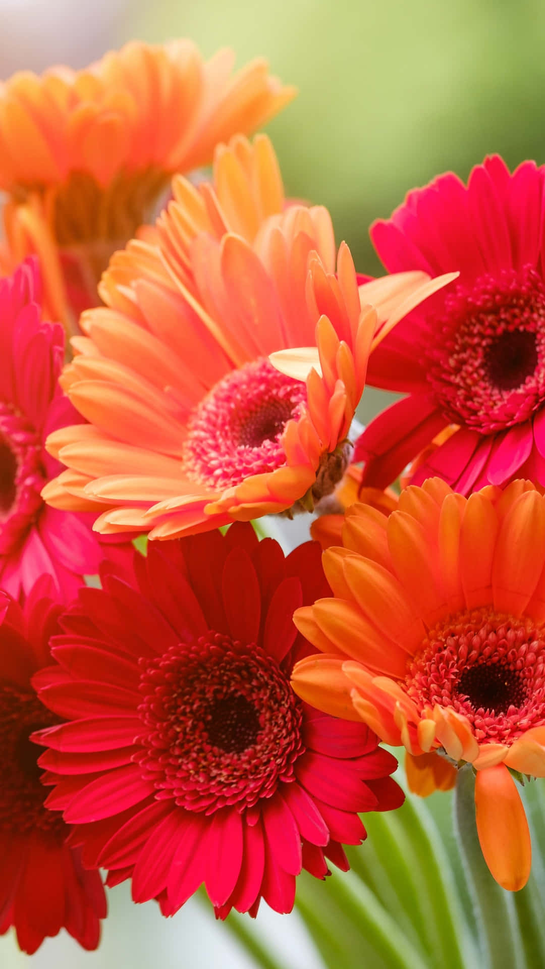 Orange Gerbera Spring Daisy Iphone Background