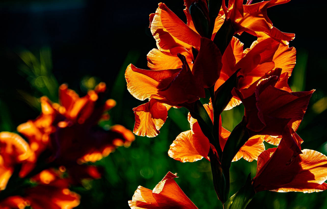 Orange Gladiolus Flowers Background