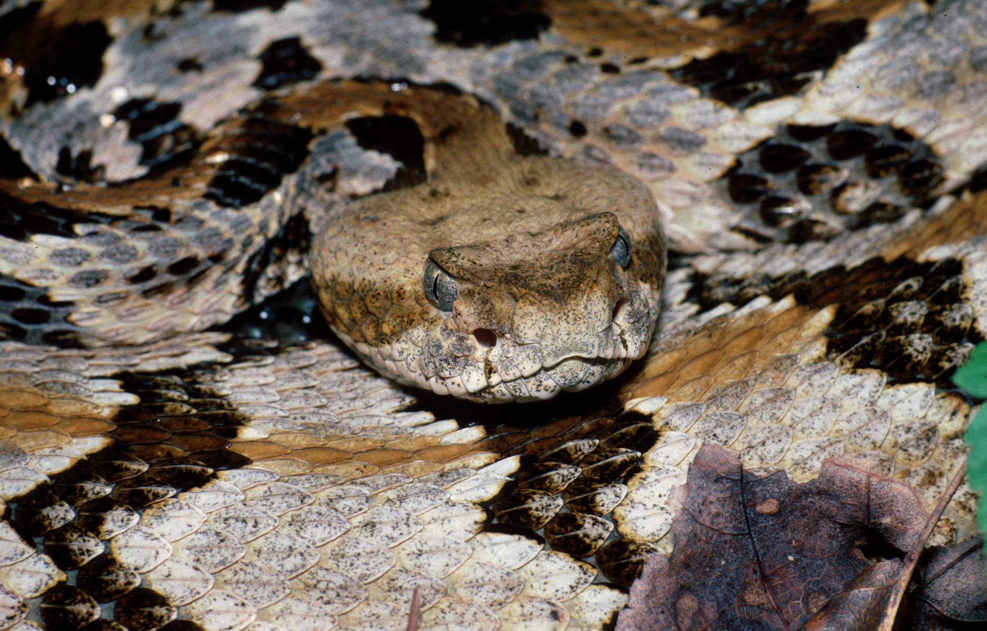 Orange Gray Timber Rattler Snake Background