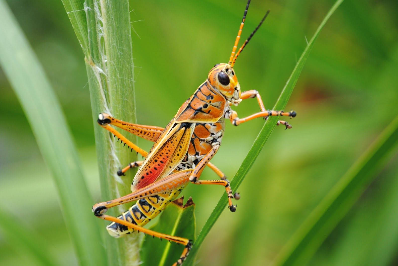 Orange Green Grasshopper