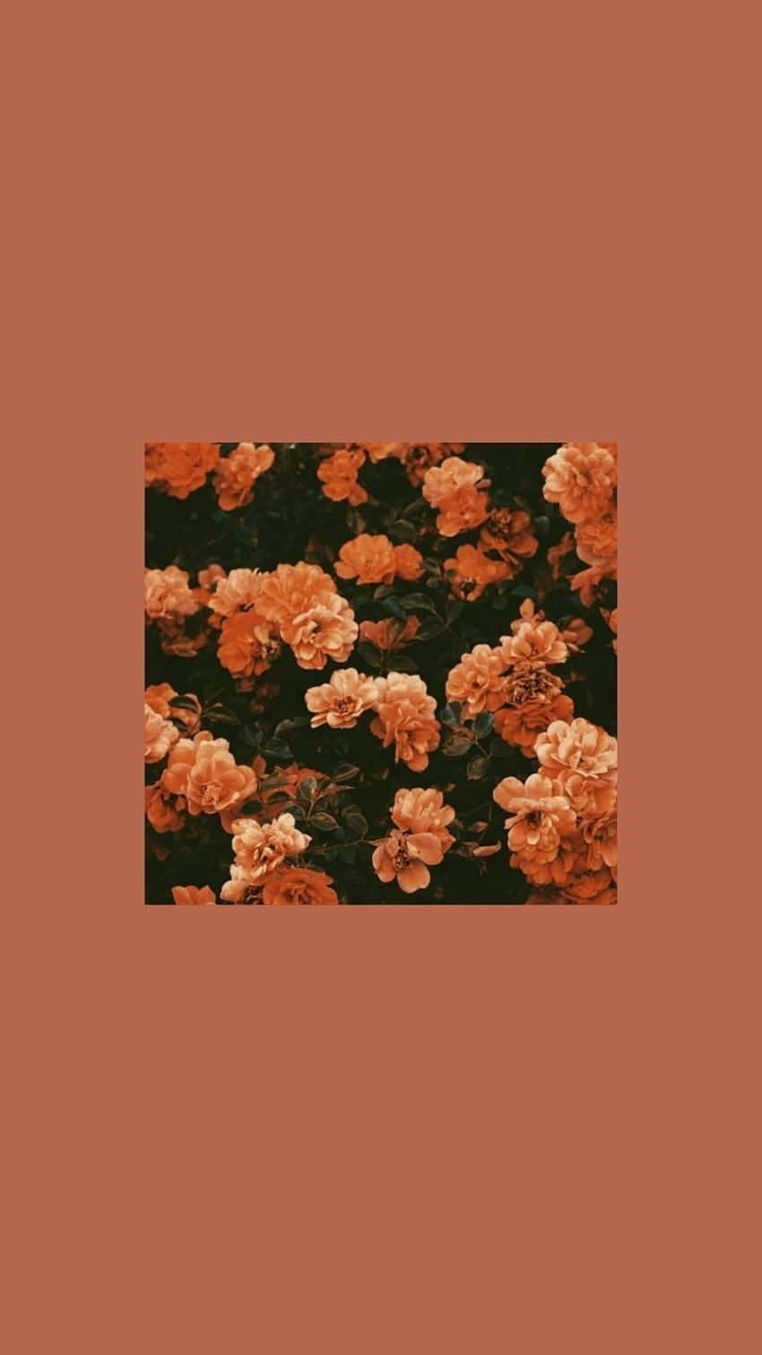 Orange Grunge Floral Aesthetic.jpg Background