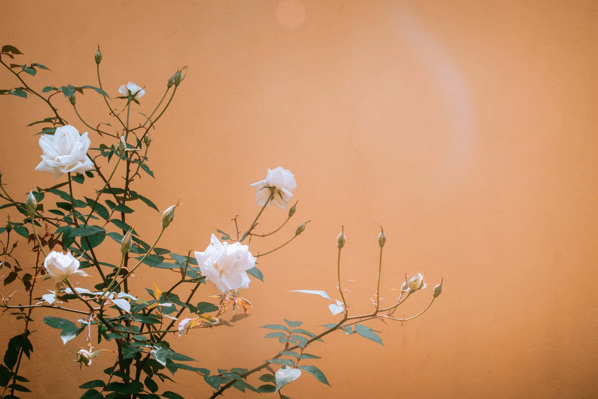 Orange Grunge Rose Aesthetic.jpg Background