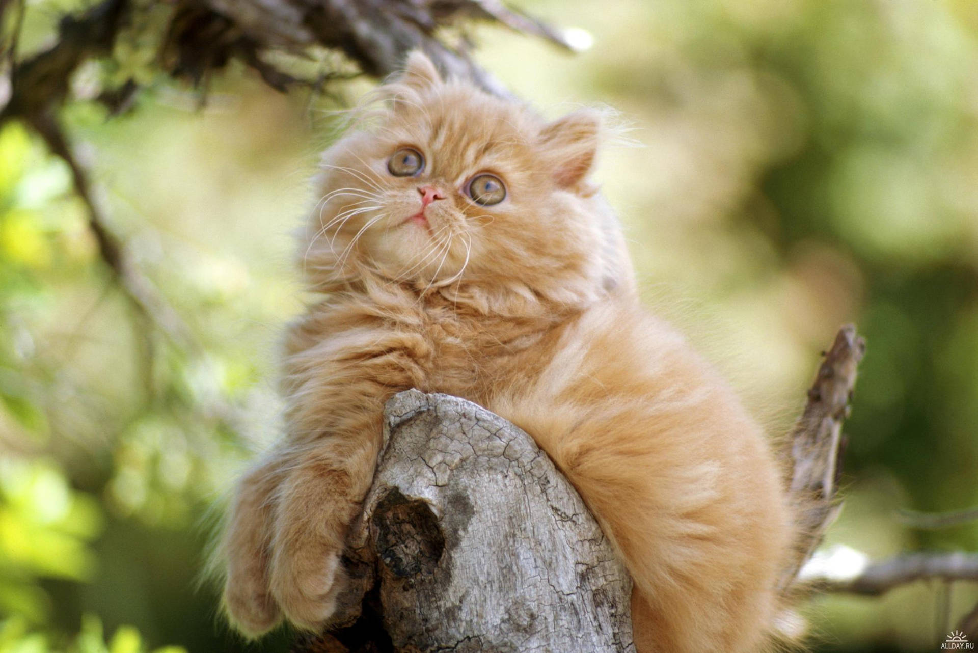 Orange Kitten On The Tree Background