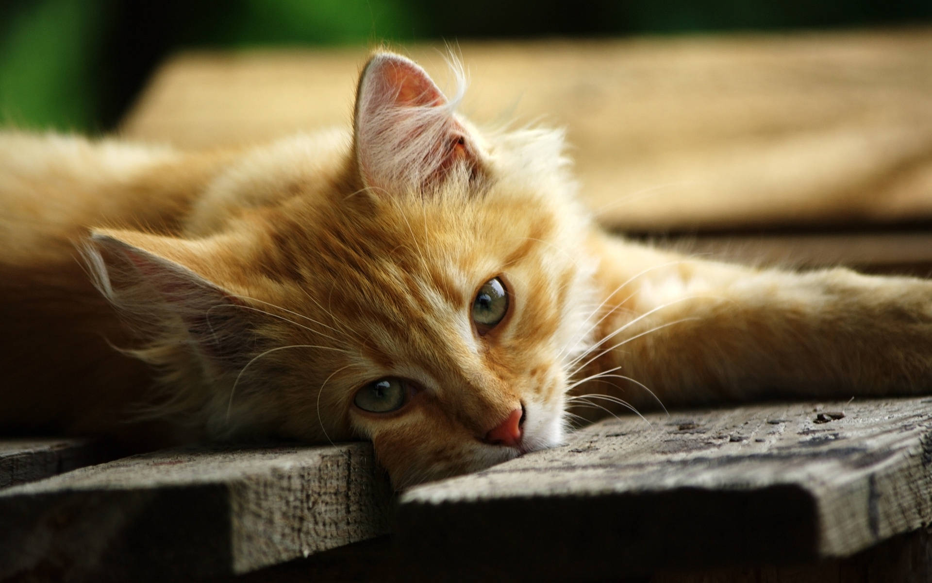 Orange Kitten On Wood