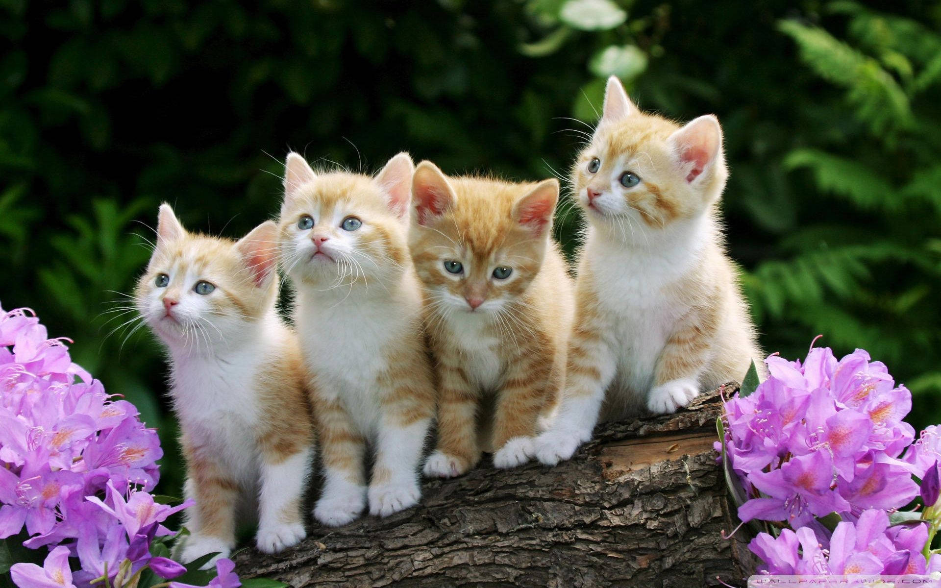 Orange Kittens In Branch