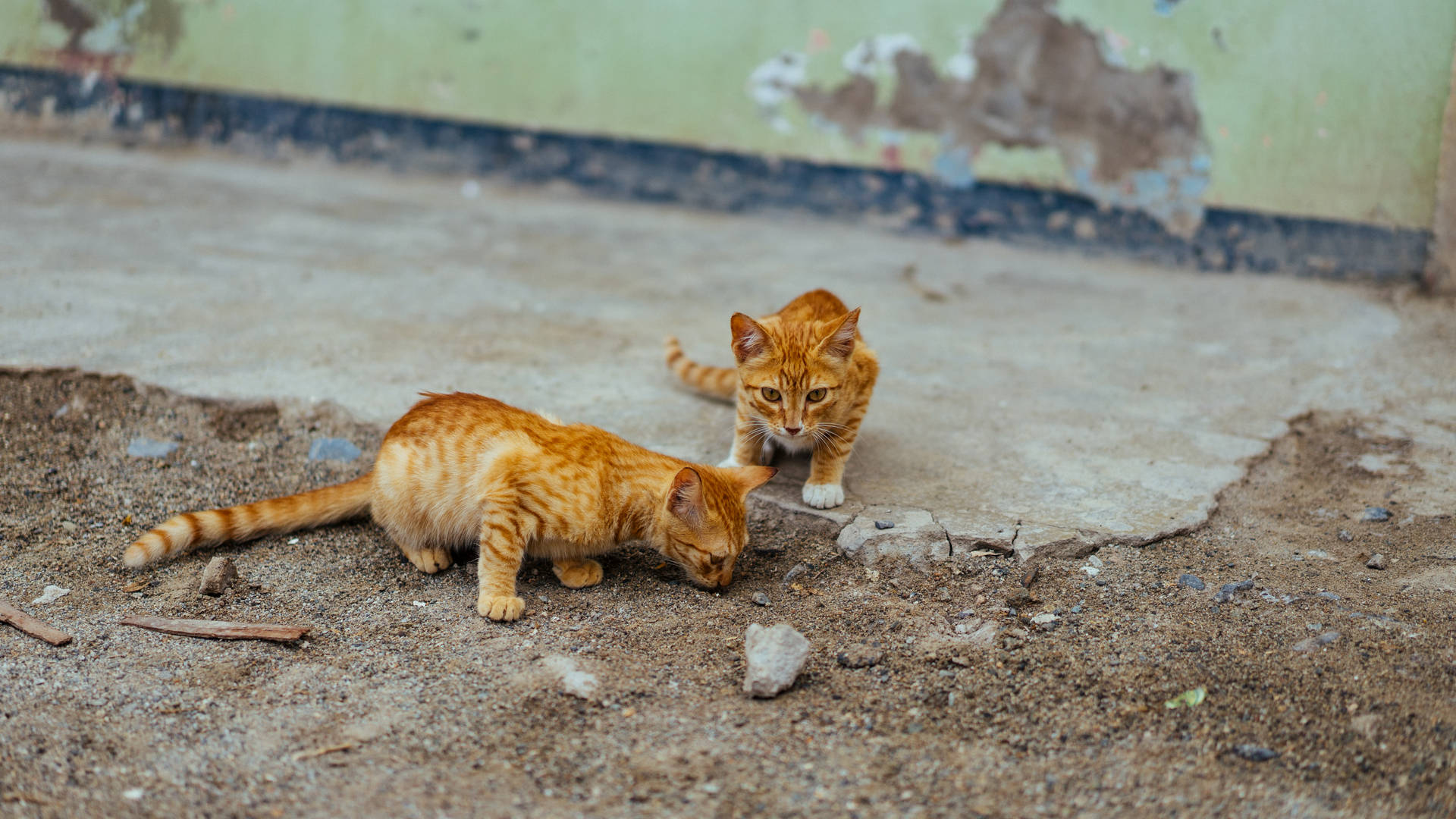 Orange Kittens Outdoors