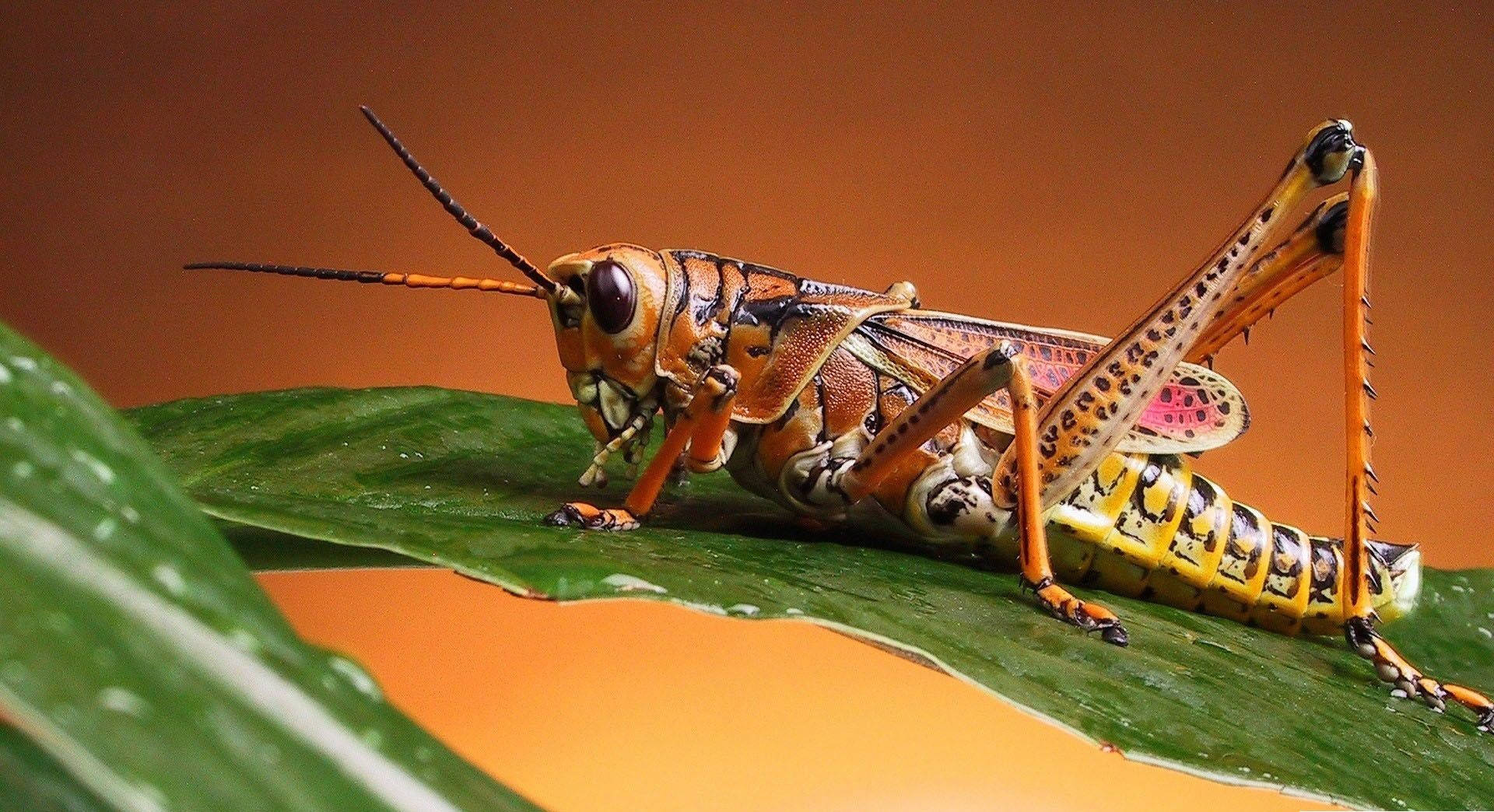 Orange-legged Grasshopper Background