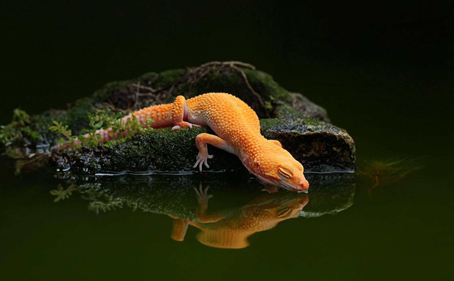 Orange Leopard Gecko Drink Water Background