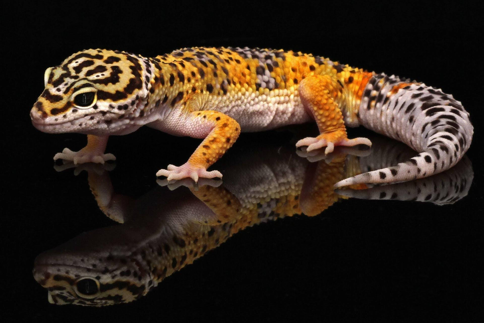 Orange Leopard Gecko Reflection Background