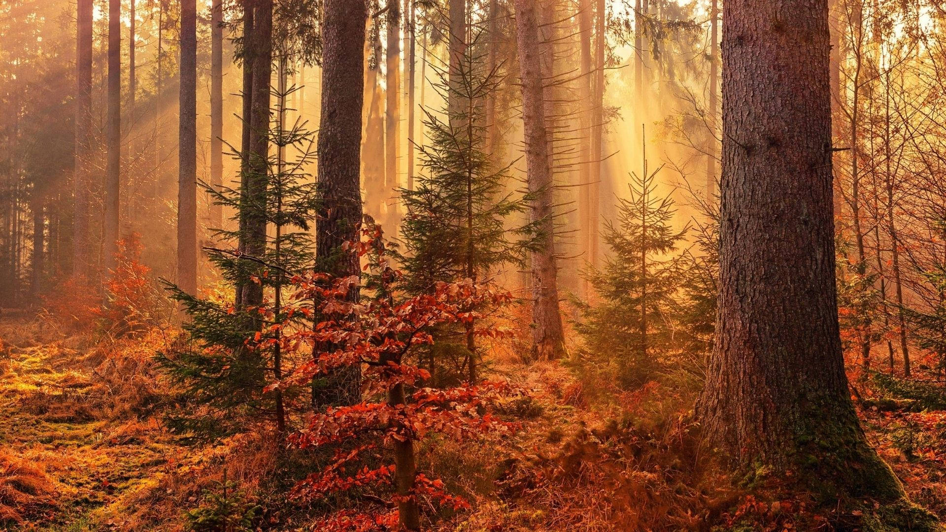 Orange Lighted Redwood Forest Background