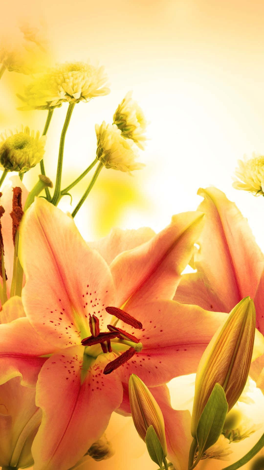 Orange Lily Flower Background