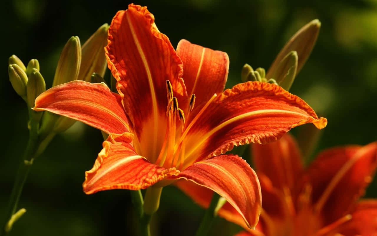 Orange Lily Flower Daylight Background