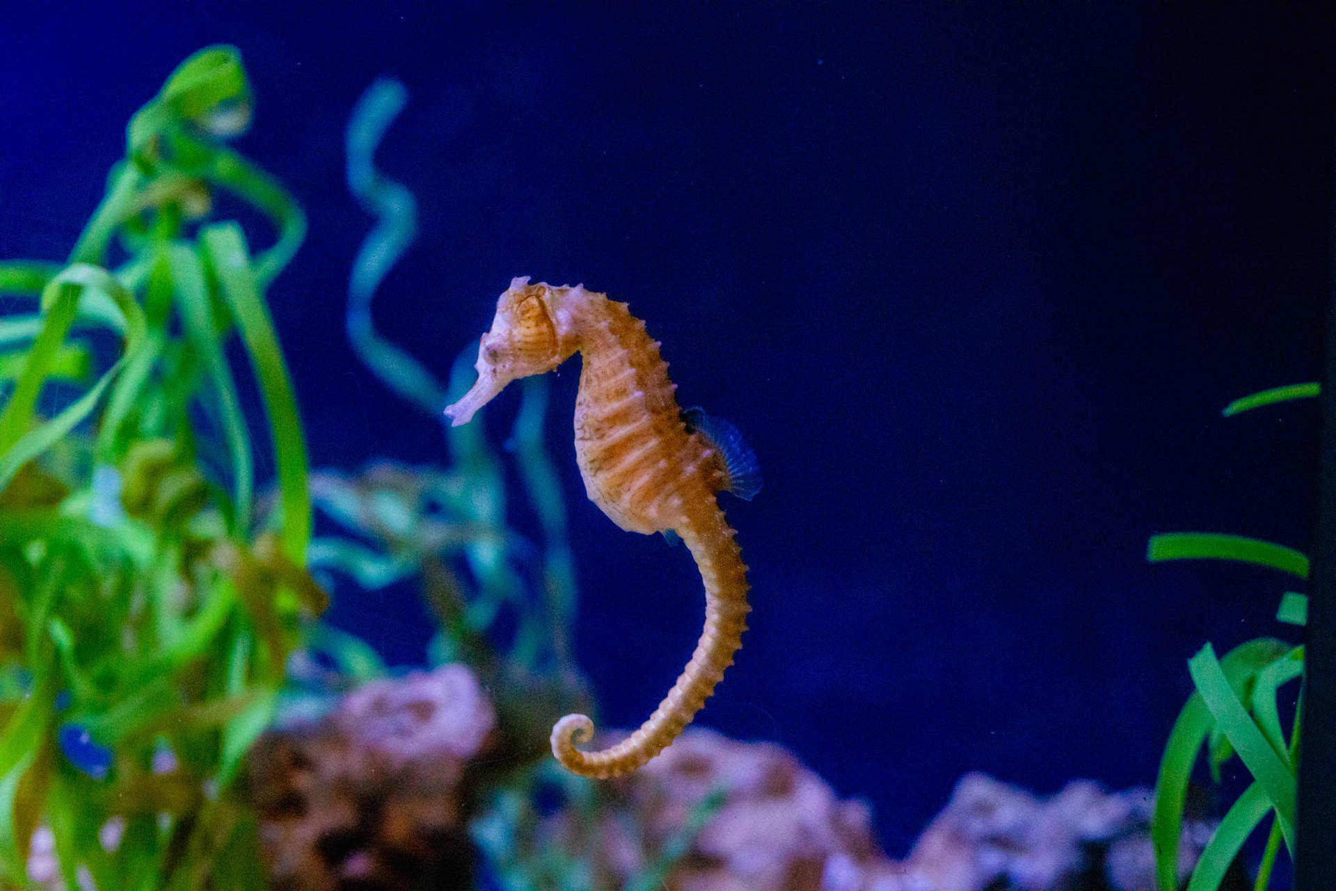 Orange Little Seahorse Background