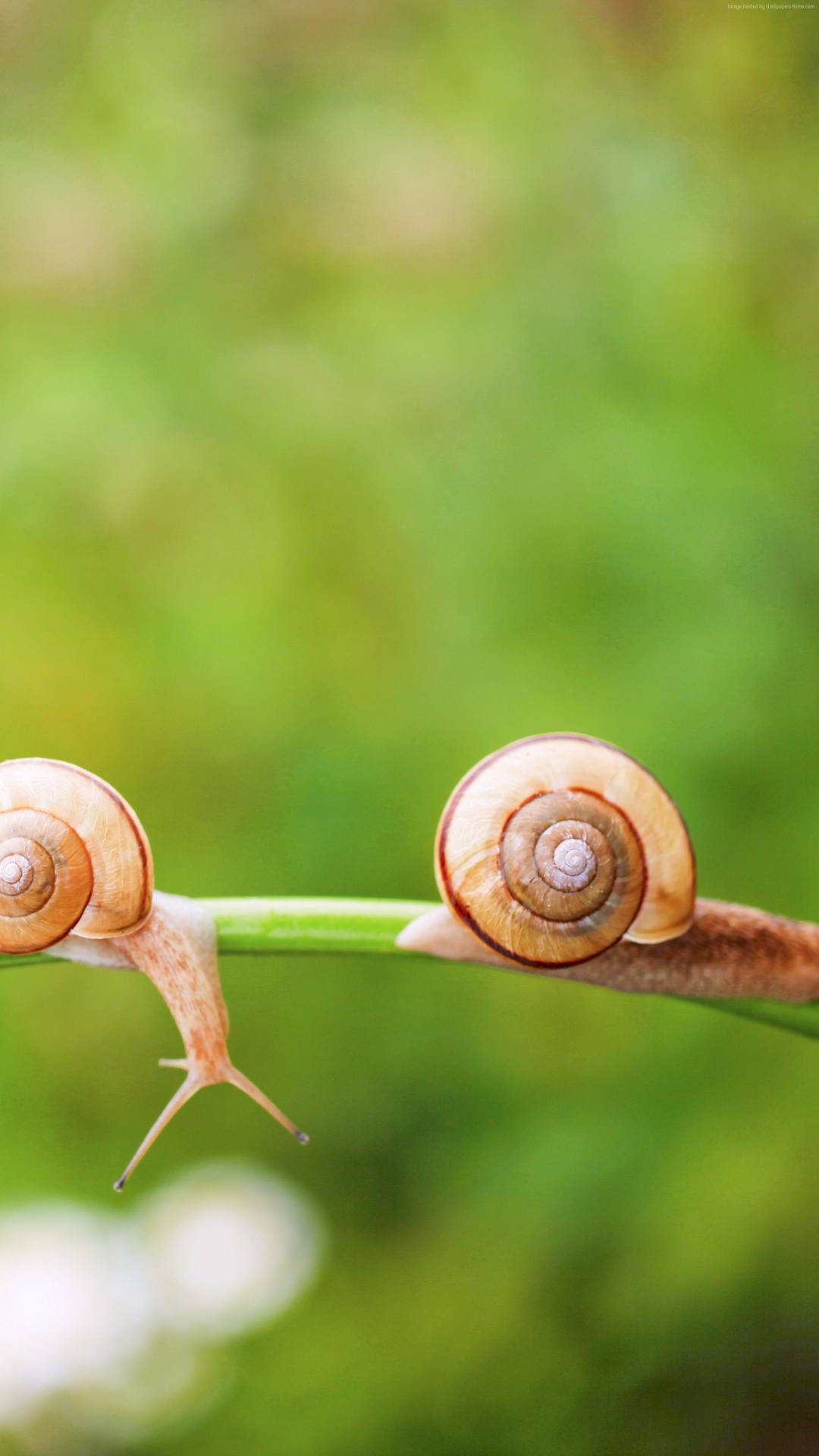 Orange Little Snails Background