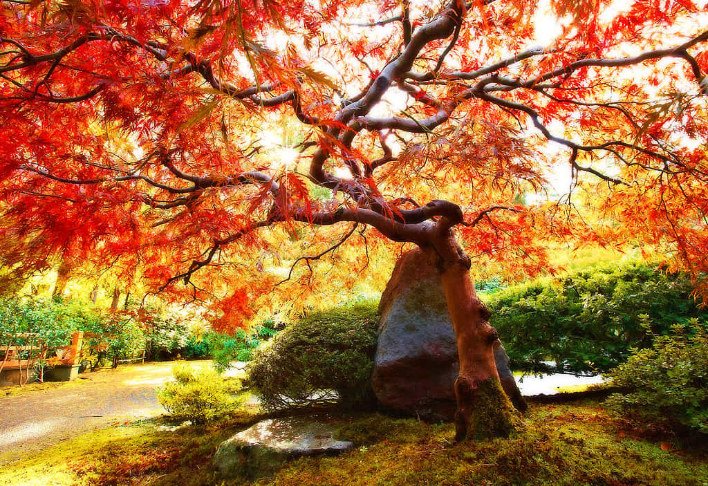 Orange Maple Cool Japanese Tree