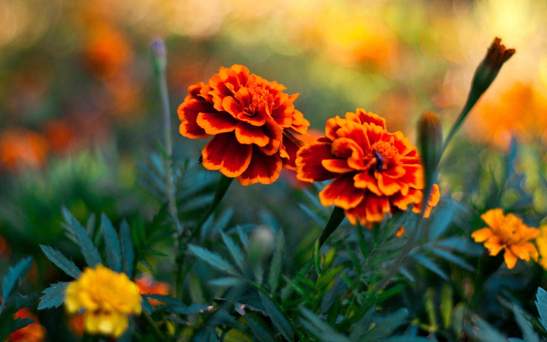 Orange Marigold Flowers Background
